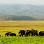 Tourist places to visit-Manas National Park
