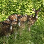 Tourist places to Visit-Muthanga Wildlife Sanctury